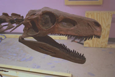 herrerasaurus fossil